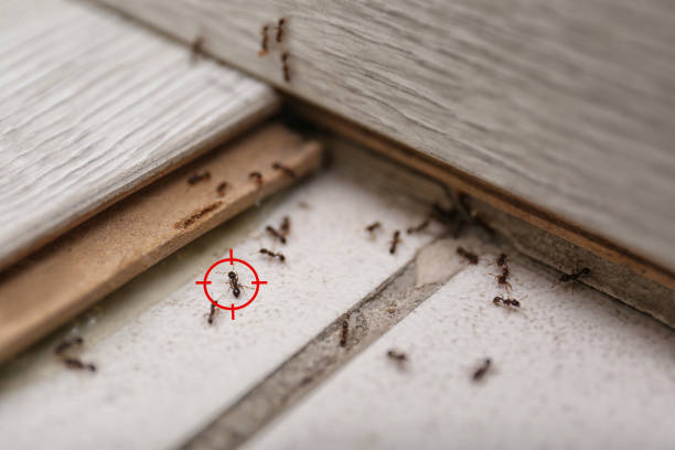 Best Ant Control Services  in Henry, IL