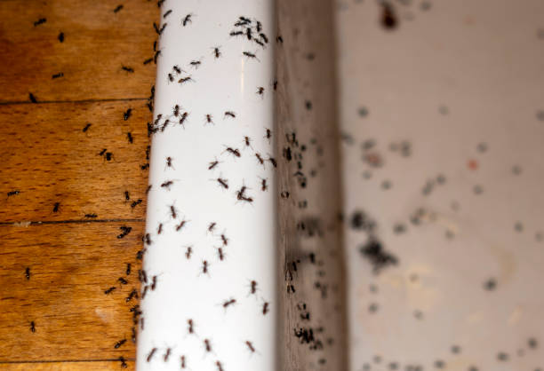 Best Exterminator Services  in Henry, IL