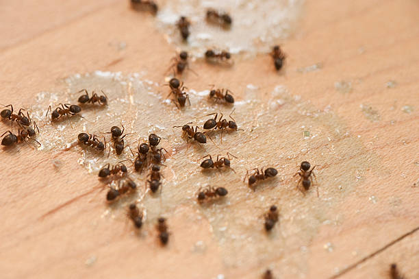 Best Bed Bug Extermination  in Henry, IL